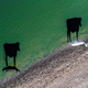 Two Moo